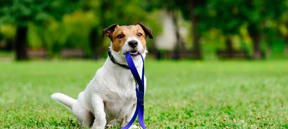 dog in park AMENITIES  at Lexington I & II Apartments, Lexington Apartments, apartments near me, apartments in Atlanta, Atlanta GA apartments, townhouses in Atlanta, townhouse to rent in ATL